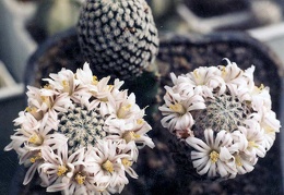 Mammillaria sanchez-mejoradae