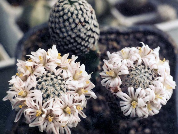 Mammillaria sanchez-mejoradae