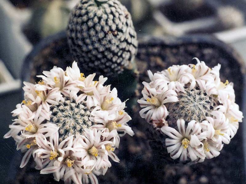 Mammillaria sanchez-mejoradae