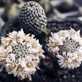 Mammillaria sanchez-mejoradae