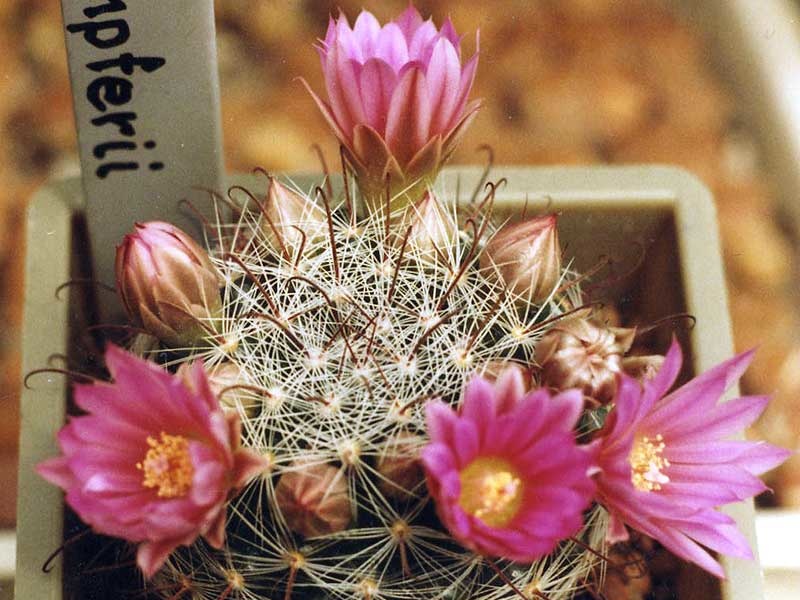 Mammillaria stampferi