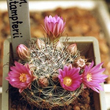 Mammillaria stampferi