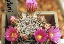 Mammillaria stampferi