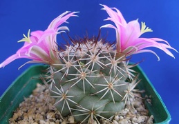 Mammillaria Bartschella schumannii1Lira