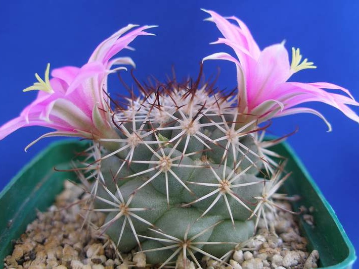 Mammillaria Bartschella schumannii1Lira