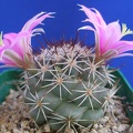 Mammillaria Bartschella schumannii1Lira
