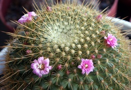 Mammillaria Ginsa-maru