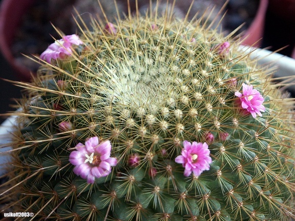 Mammillaria Ginsa-maru