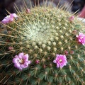Mammillaria Ginsa-maru
