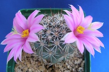 Mammillaria  Bartschella schumannii Lira