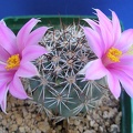 Mammillaria  Bartschella schumannii Lira