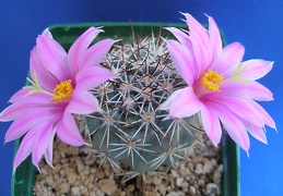 Mammillaria  Bartschella schumannii Lira