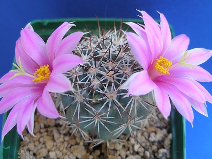 Mammillaria  Bartschella schumannii Lira
