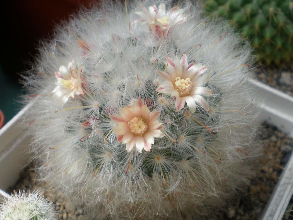 Mammillaria  bocasana Tit