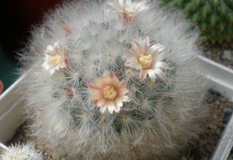 Mammillaria  bocasana Tit