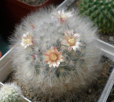 Mammillaria  bocasana Tit