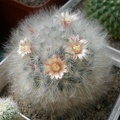 Mammillaria  bocasana Tit