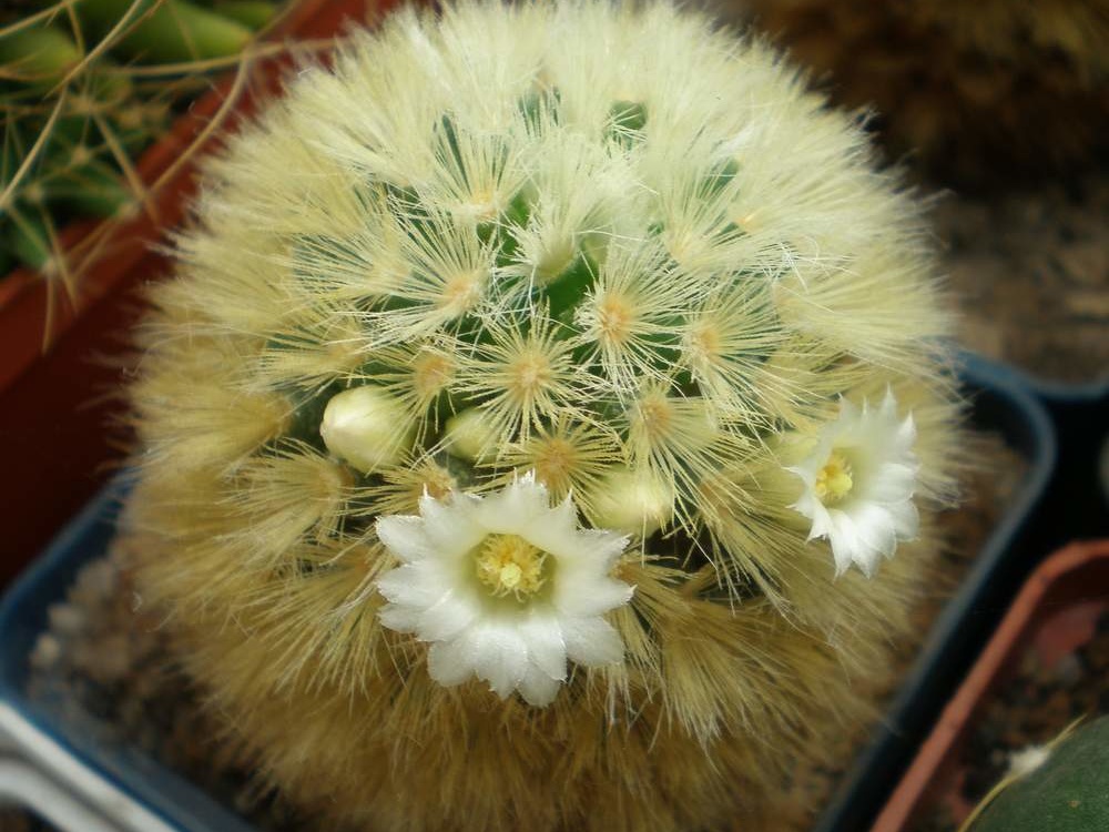 Mammillaria  carmenae Tit FG