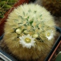 Mammillaria  carmenae Tit FG