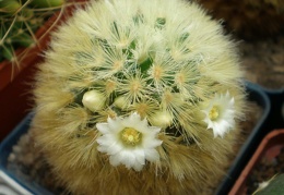 Mammillaria  carmenae Tit FG