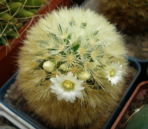 Mammillaria  carmenae Tit FG