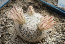 Mammillaria  lasiacantha1 Tit FG
