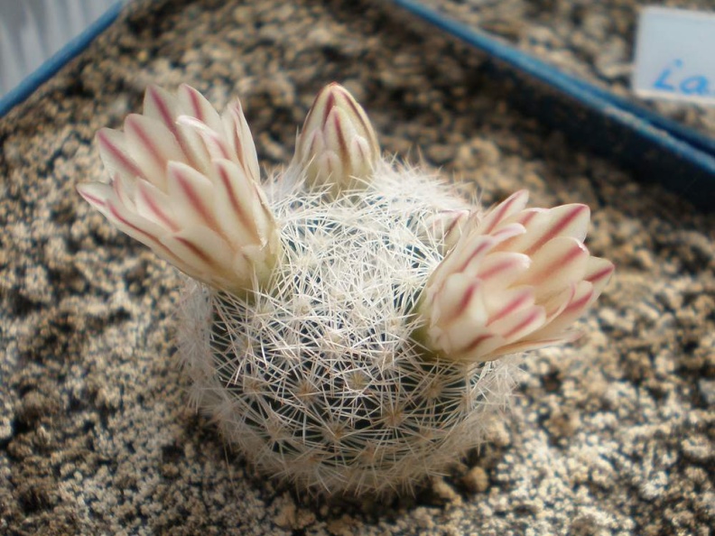 Mammillaria  lasiacantha1 Tit FG