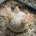 Mammillaria  lasiacantha1 Tit FG
