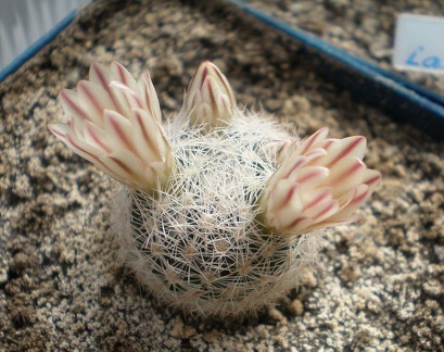 Mammillaria  lasiacantha1 Tit FG