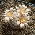 Mammillaria  lasiacantha Tit FG