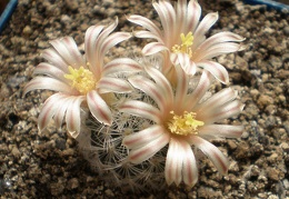 Mammillaria  lasiacantha Tit FG