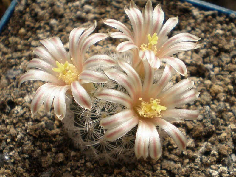 Mammillaria  lasiacantha Tit FG