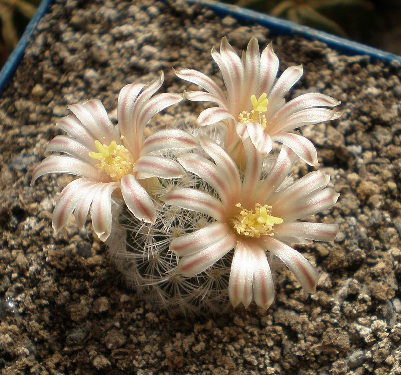 Mammillaria  lasiacantha Tit FG