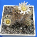 Mammillaria  prolifera f haitiensis Lira