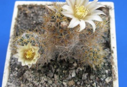 Mammillaria  prolifera f haitiensis Lira