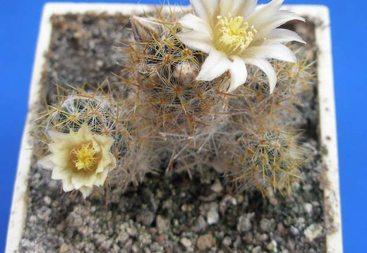 Mammillaria  prolifera f haitiensis Lira