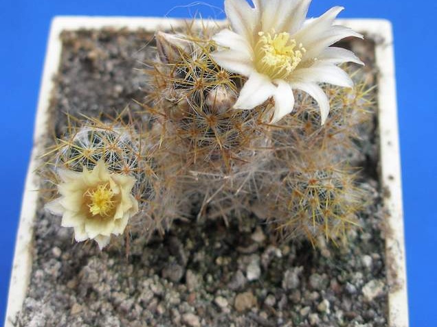Mammillaria  prolifera f haitiensis Lira