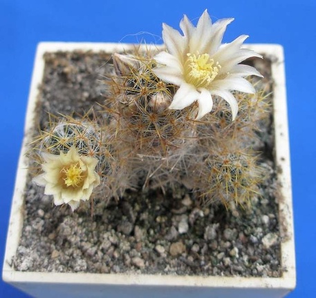 Mammillaria  prolifera f haitiensis Lira