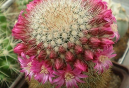 Mammillaria  spinosissima Tit FG