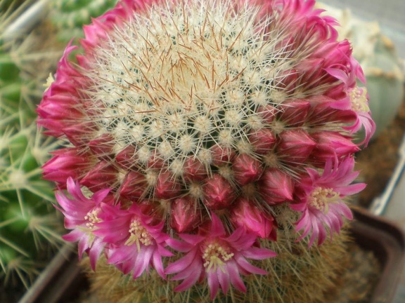 Mammillaria  spinosissima Tit FG