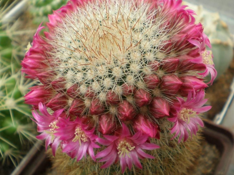 Mammillaria  spinosissima Tit FG