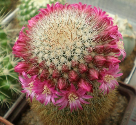 Mammillaria  spinosissima Tit FG