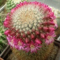 Mammillaria  spinosissima Tit FG
