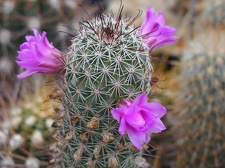 Mammillaria alamensis
