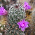 Mammillaria alamensis
