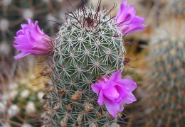 Mammillaria alamensis