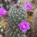 Mammillaria alamensis