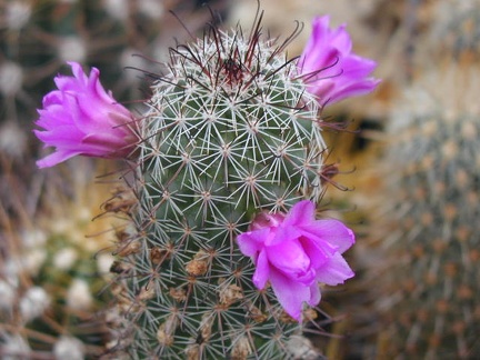Mammillaria alamensis