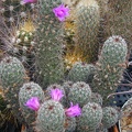 Mammillaria alamensis pl