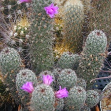 Mammillaria alamensis pl